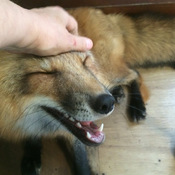 fennec fox pet cost